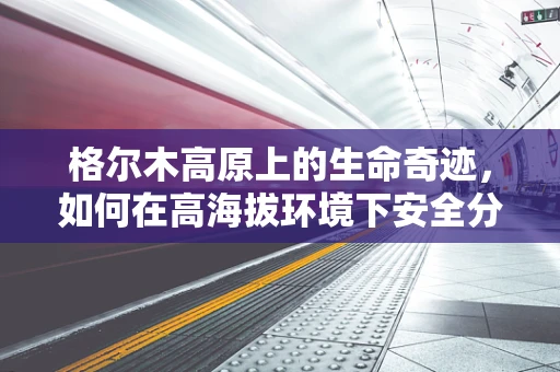 格尔木高原上的生命奇迹，如何在高海拔环境下安全分娩？