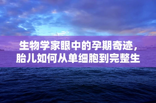 生物学家眼中的孕期奇迹，胎儿如何从单细胞到完整生命