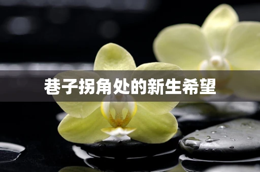 巷子拐角处的新生希望